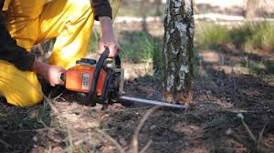 Best Arborist Consultation Services  in Omaha, TX