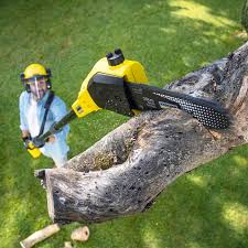 Best Tree Maintenance Programs  in Omaha, TX